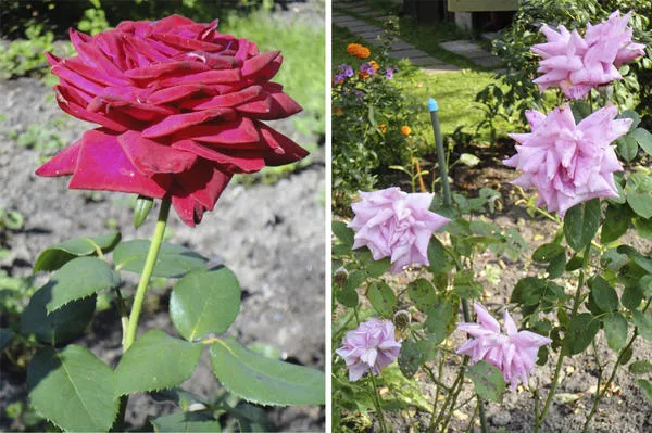 Красота и совершенство тиловых гибридных роз очаровывает, но они часто страдают от болезней.著者の写真