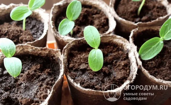 Торфяные горшки, поставленные на землю, быстро разлагаются и не препятствуют дальнейшему росту растений.