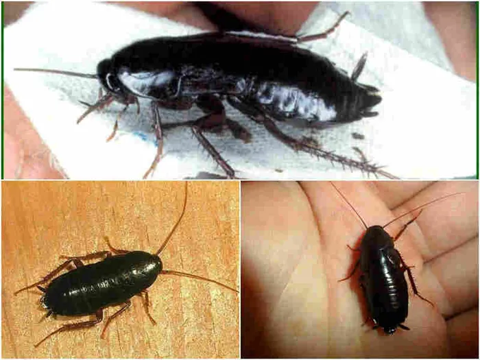 Откуда берутся черные тараканы в квартирах?