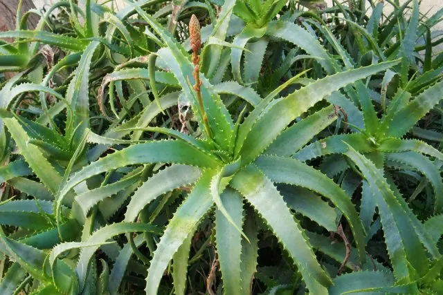 Алоэ (Aloe spp.), известное с ранних стадий своего развития