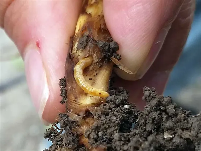 Проволочные черви подгрызают корни кукурузы.