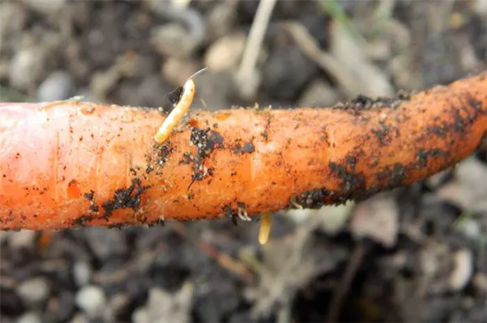 Проволочные черви могут повреждать морковь.