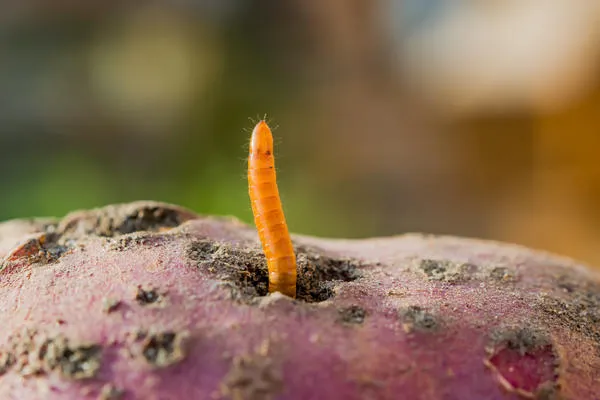 Личинки ящеричного жука повреждают посевы картофеля.