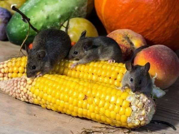 Борьба с мышами в саду: пять лучших пестицидов