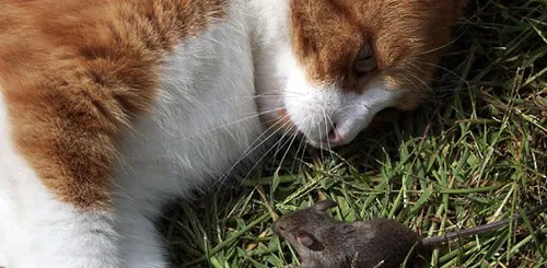 Кошки помогают бороться с крысами в саду