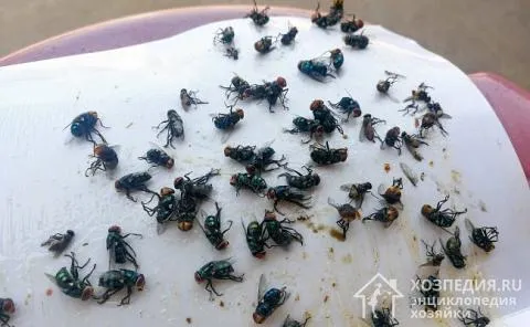 Самодельные ловушки могут помочь отпугнуть насекомых