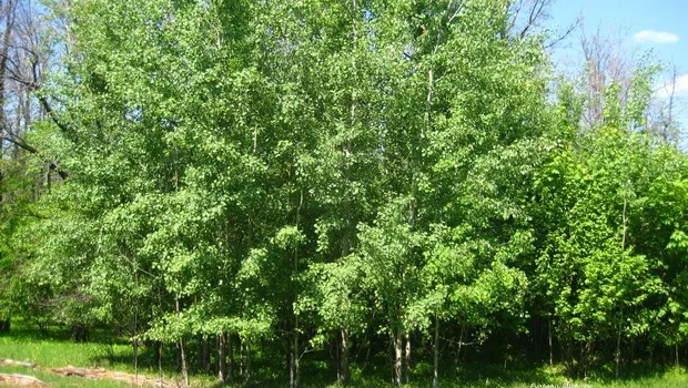Древесина тополя - как выглядит и чем отличается от древесины тополя
