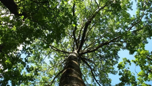 Древесина тополя - как выглядит и чем отличается от древесины тополя