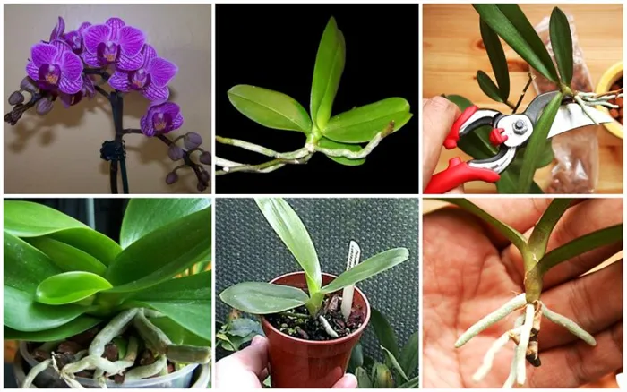 Βήμα προς βήμα μεταφύτευση ορχιδέας Phalaenopsis στο σπίτι, γλάστρες και επιλογή χώματος