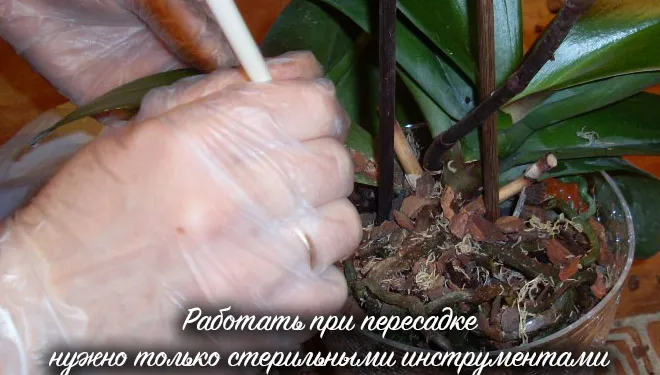 Βήμα προς βήμα μεταφύτευση ορχιδέας Phalaenopsis στο σπίτι, γλάστρες και επιλογή χώματος
