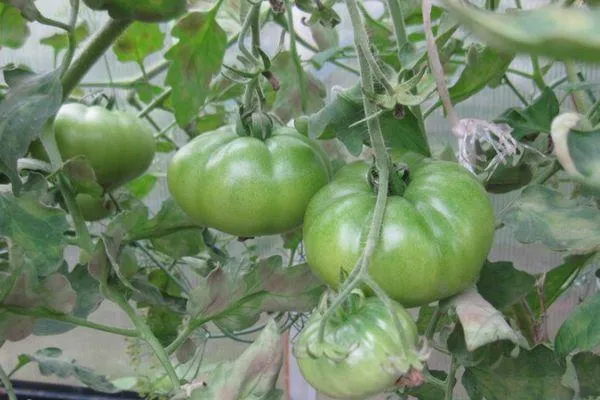 Зеленый помидор