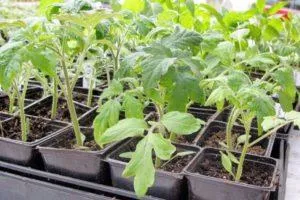 Выращивание рассады томатов с помощью телекинетического метода