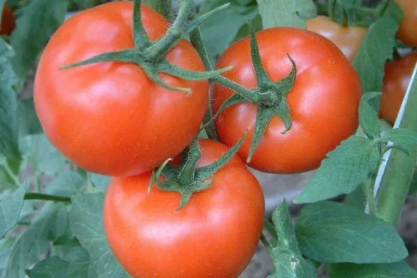 Плоды томата
