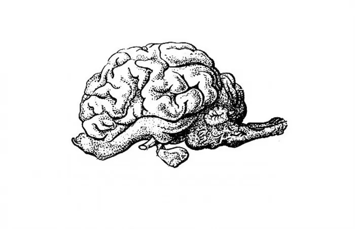 Мозг крупного рогатого скота