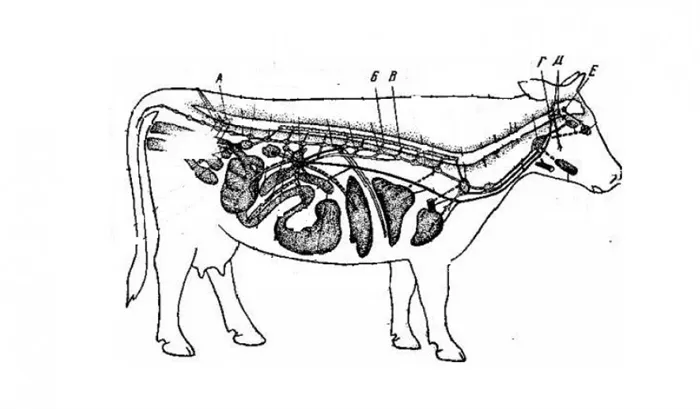 Вегетативная нервная система крупного рогатого скота