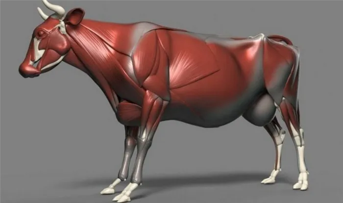 Мышечная система крупного рогатого скота