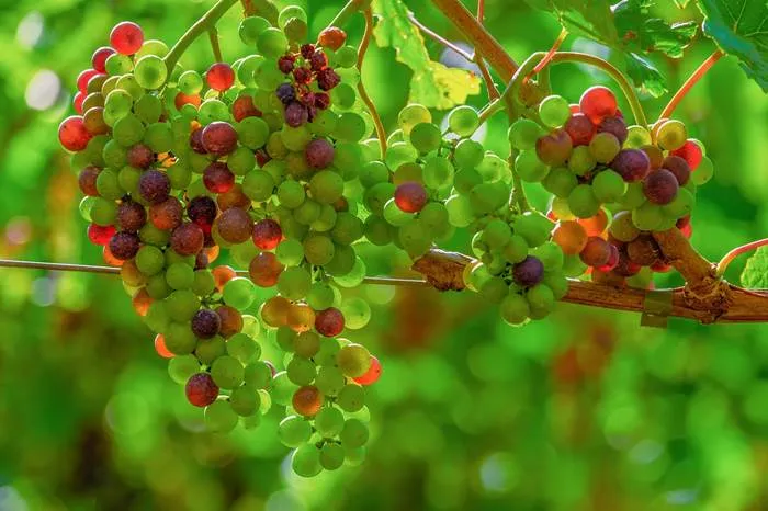 Летний виноград