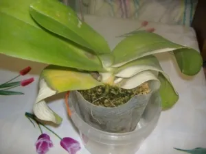 Омолодить растение. Как можно сохранить безлистные орхидеи и что вызывает потерю органов?