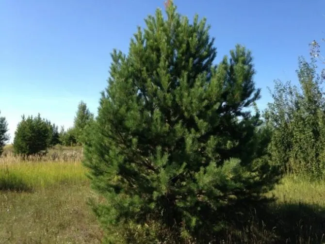 сосна кедровая (Pinus sylvaticus)