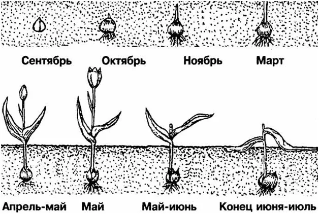 Фазы роста тюльпана