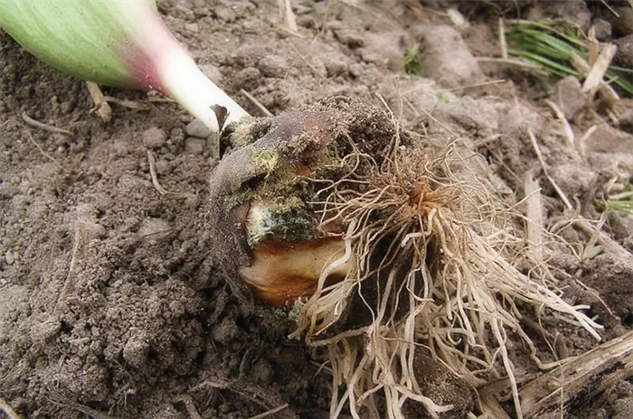 Выращивание тюльпанов в открытом грунте: Правила и рекомендации