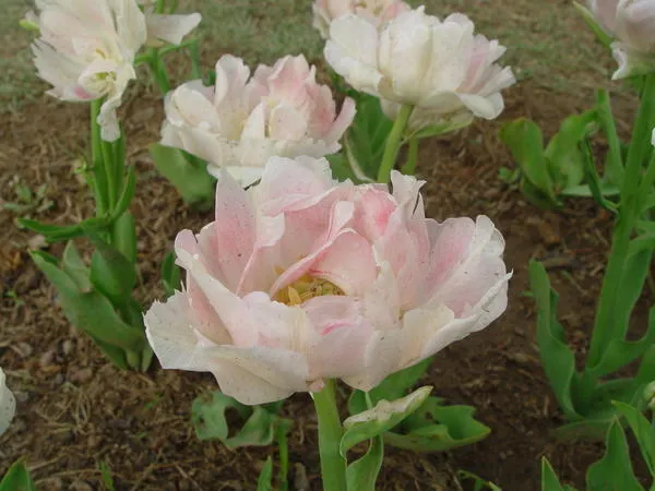 Тюльпаны - цветы с долгой и богатой историей