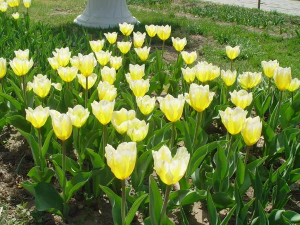 Для цветения тюльпаны необходимо подкармливать.