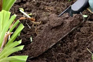 Подготовка почвы для тюльпанов