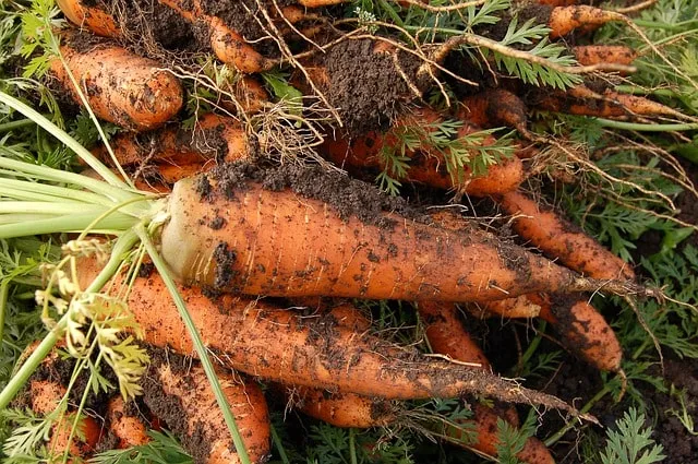 как посадить морковь после лука