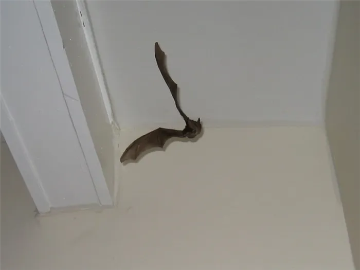 Как избавиться от летучих мышей в квартире