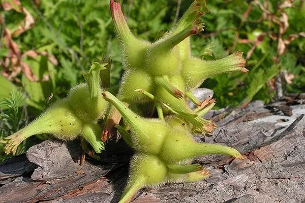 Орехи Corylus mandshurica