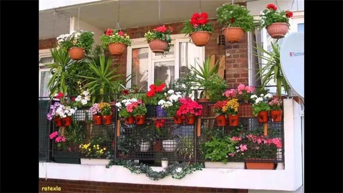балконные цветы фото и названия