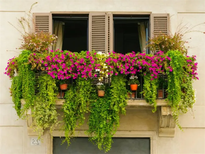 балконные цветы фото
