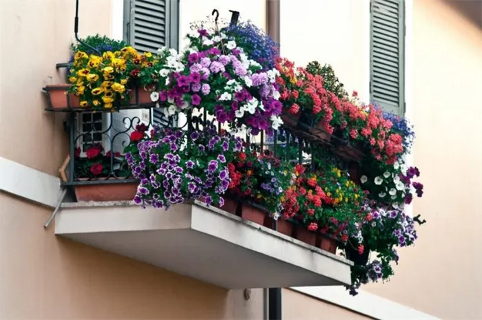 балконные цветы фото