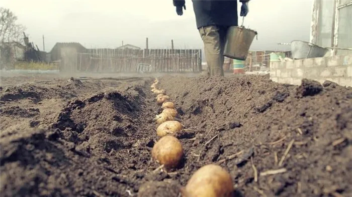 Какая должна быть глубина посадки картофеля, от чего она зависит и на что влияет