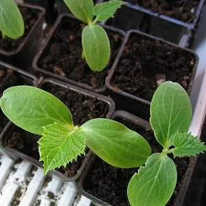 Выращиваем огурцы в теплице: правила ухода от посадки до урожая