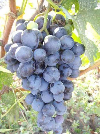 Лучшие сорта винограда для вина 