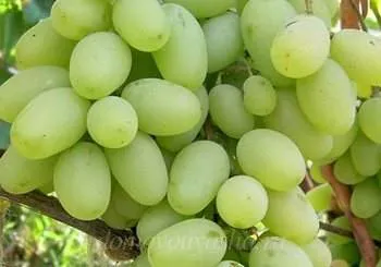 Лучшие сорта винограда для вина 
