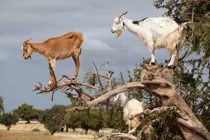 мароканские козы