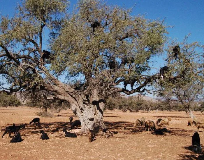 Козы на деревьях в Марокко фото