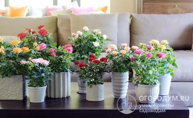 Через 2-3 недели купленную розу можно поставить рядом с другими комнатными цветами