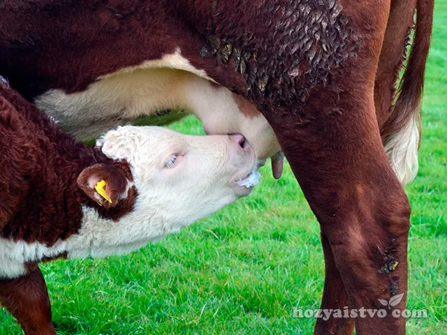 Сколько молока дает корова в сутки. Повышаем надои