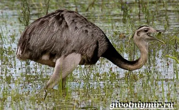 Страус-нанду-образ-жизни-и-среда-обитания-страуса-нанду-17