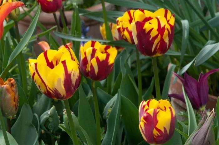 Тюльпаны – фото
