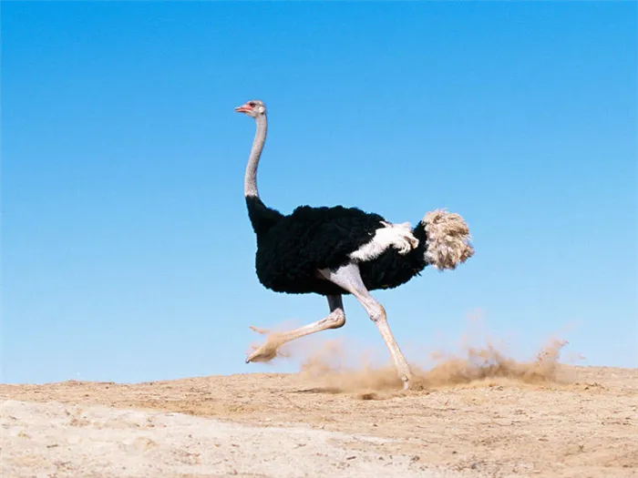 Фото бегущего страуса
