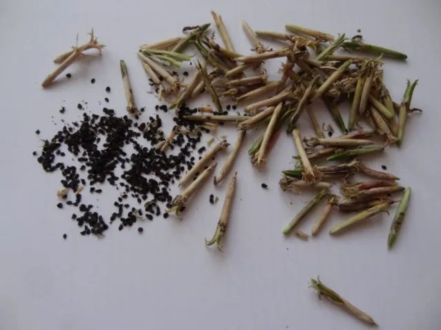 Когда и как сажать китайскую гвоздику семенами в домашних условиях