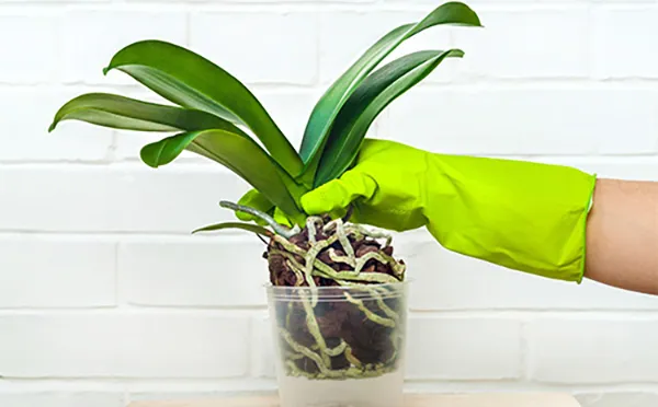 При обработке орхидеи фитоспорином используйте резиновые перчатки