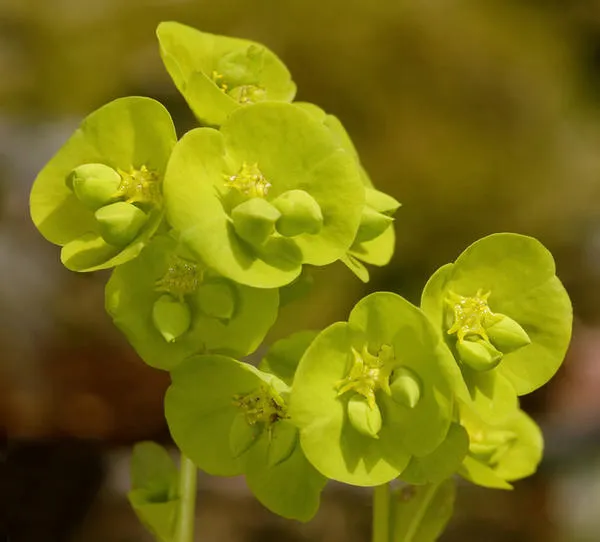 Миндалевидный молочай (Euphorbia amygdaloides)