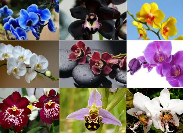 Для орхидей характерна уникальная окраска и форма лепестков