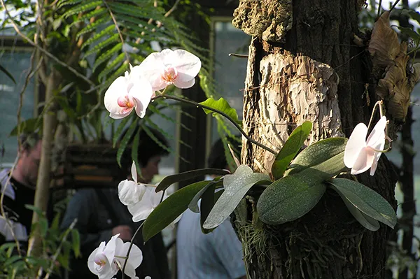 Орхидеи, которые произрастают на деревьях - эпифиты